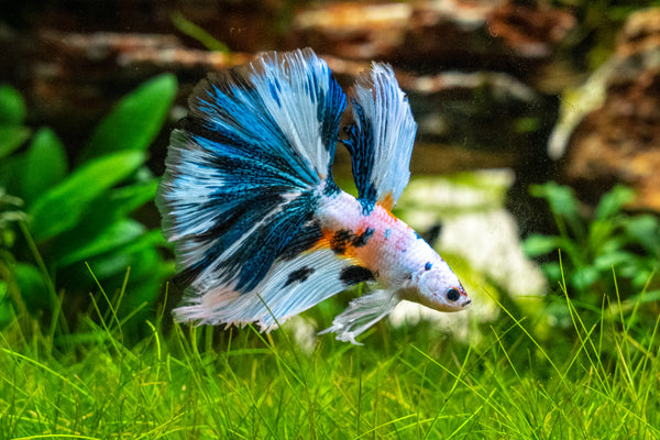 R rueda microscópico Keeping Bettas: How to Care for a Betta Fish — Buce Plant