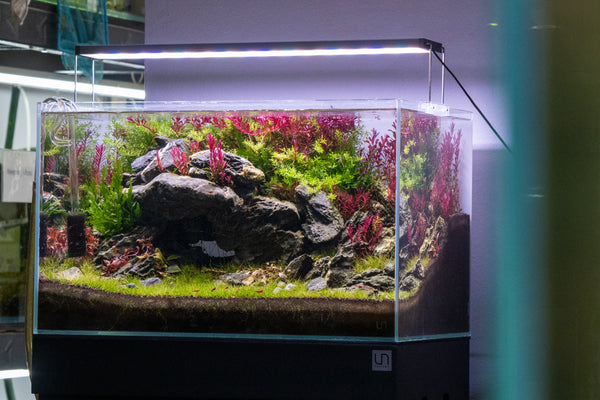 What is Aquascaping? - Avonturia