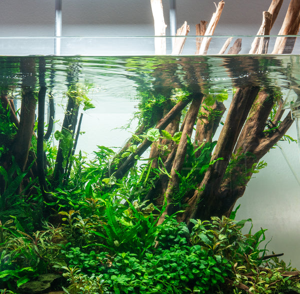 7 Things I Wish I Knew About Aquascaping — Buce Plant