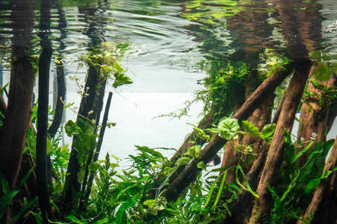 planted aquarium