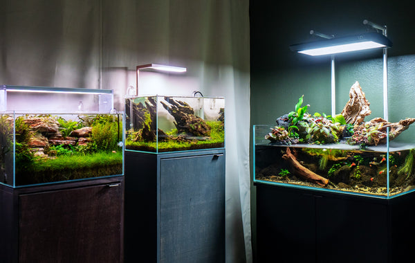 3 Composition Guides for Creating a Beautiful Aquascape — Buce Plant