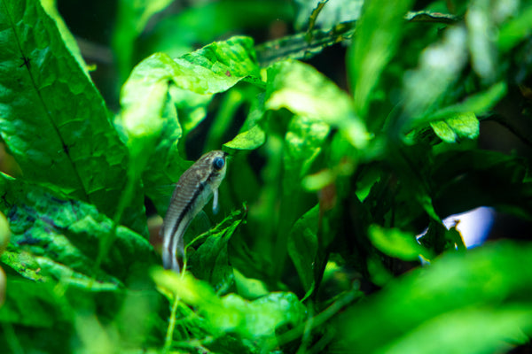 Siamese Algae Eater in aquarium