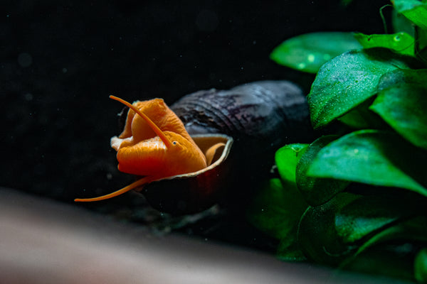 orange poso snail