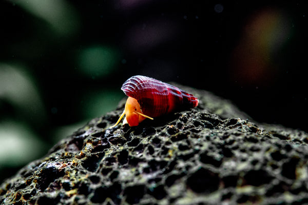 baby rabbit snail