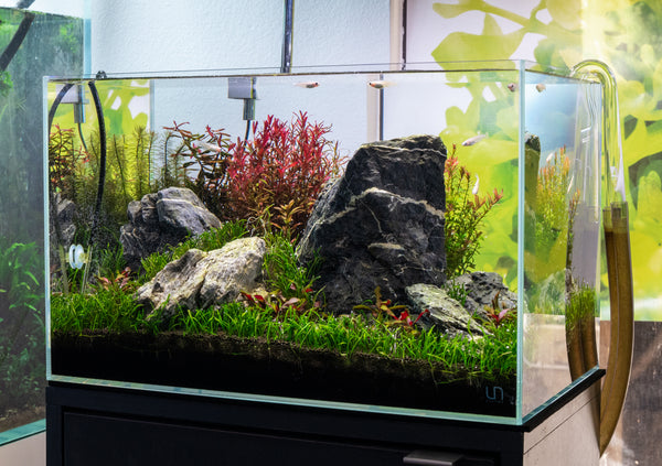 Top 6 aquarium plants that grow well with no soil in planted tank - The 2Hr  Aquarist