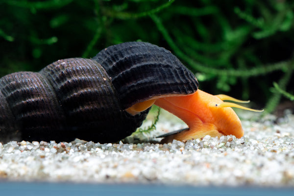 elephant snail