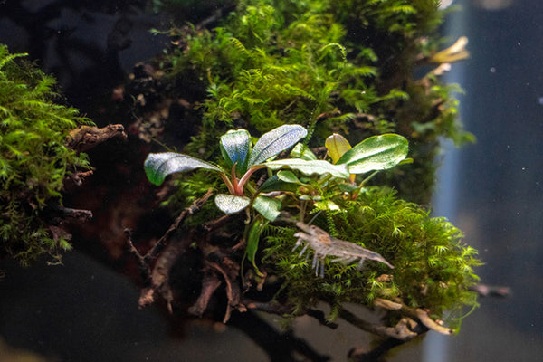 Aquatic Java Fern and Java Moss on Wood - Live Plants, Indoor Plant, Tropical Plant