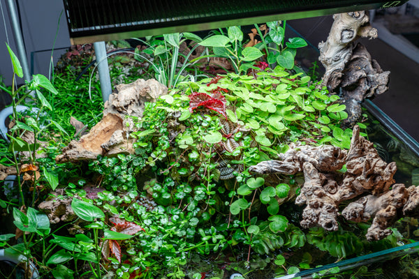 5 Aquarium Plants That Make the Terrarium Cut — Buce Plant