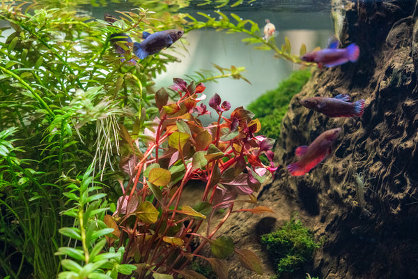 betta sorority tank