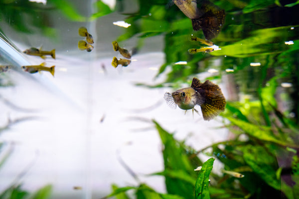 guppy in aquarium