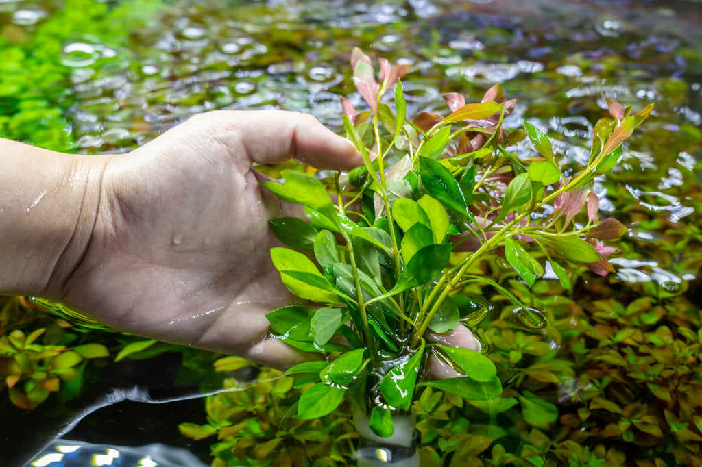 emersed ludwigia aquatic plant