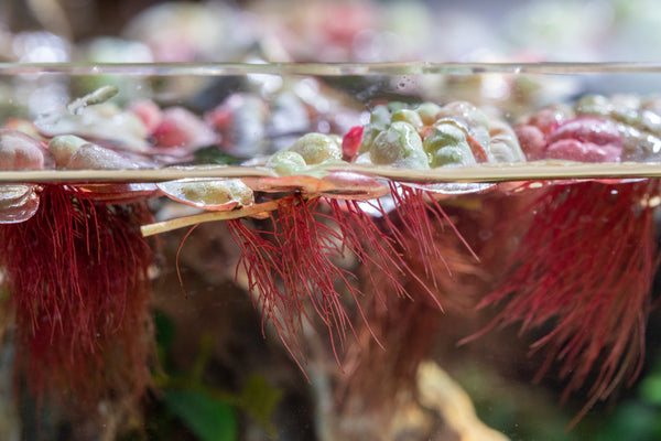 red root floaters