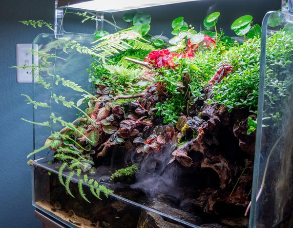 5 Aquarium Plants That Make the Terrarium Cut Buce Plant