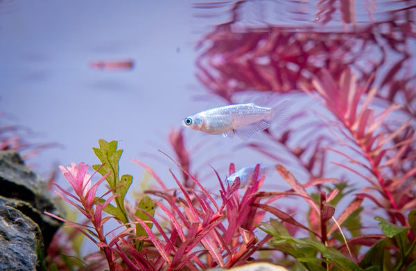 medaka japanese rice fish