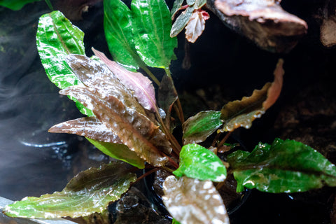 cryptocoryne tropica