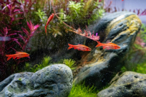 red cherry barbs