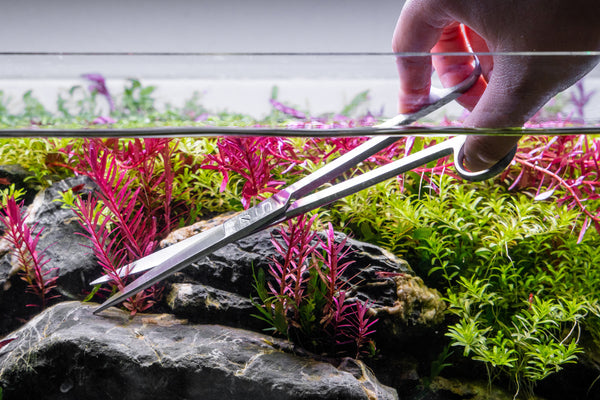 how to trim aquarium plants