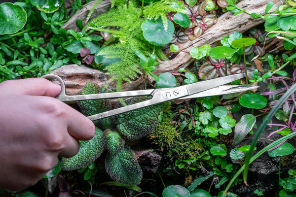 propogating terrarium plants