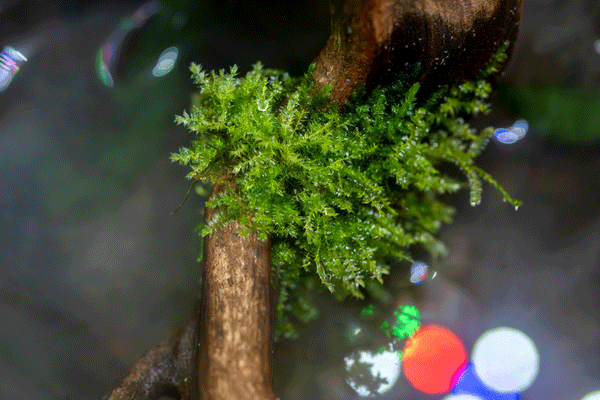 java moss