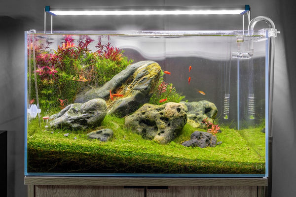 planted aquarium with monte carlo carpet