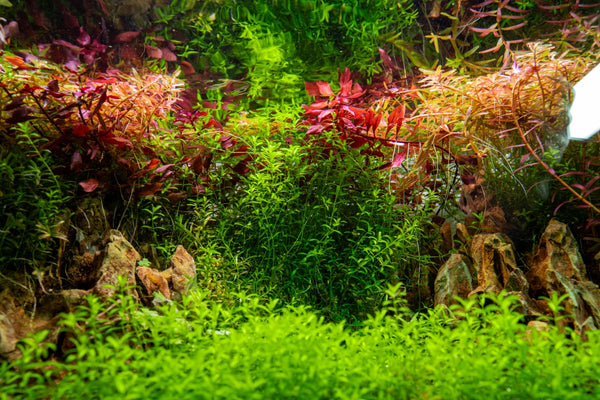 freshwater aquarium plants