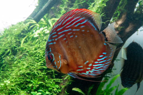 discus fish