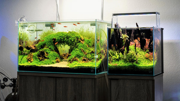 aquascaping