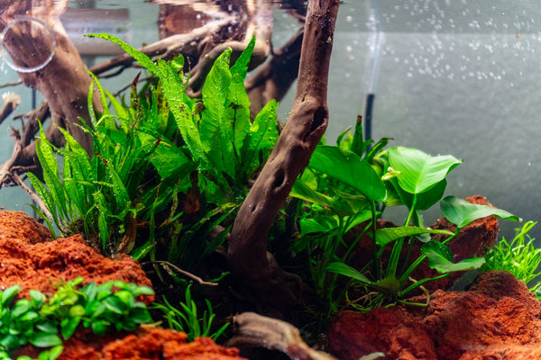 low tech aquarium plants