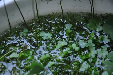 overgrown hydrocotyle pond plant trimming