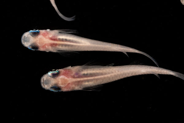 pearl galaxy medaka ricefish