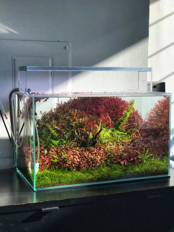 planted aquarium