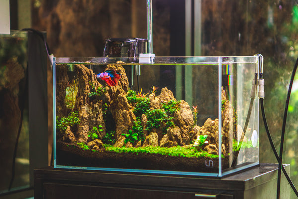 betta fish tank