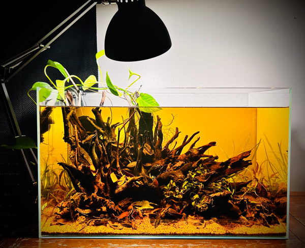 blackwater biotope tank