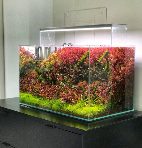 Top 10 Aquascaping Myths — Buce Plant