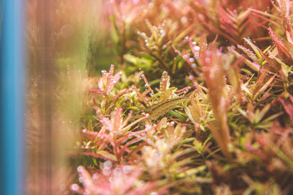 pearling rotala