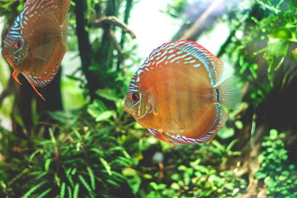 Discus fish clearance tank setup