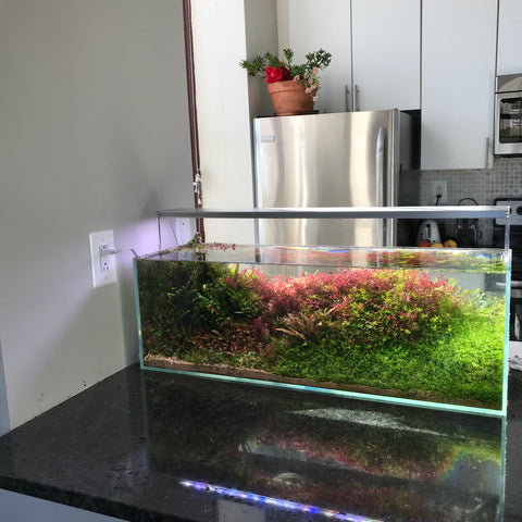 21+ Aquarium Carpeting Plants