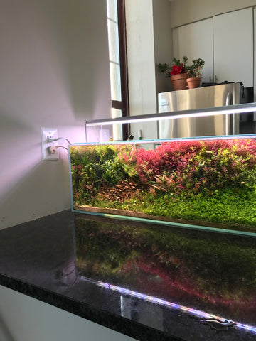 dutch style aquascaped aquarium on countertop