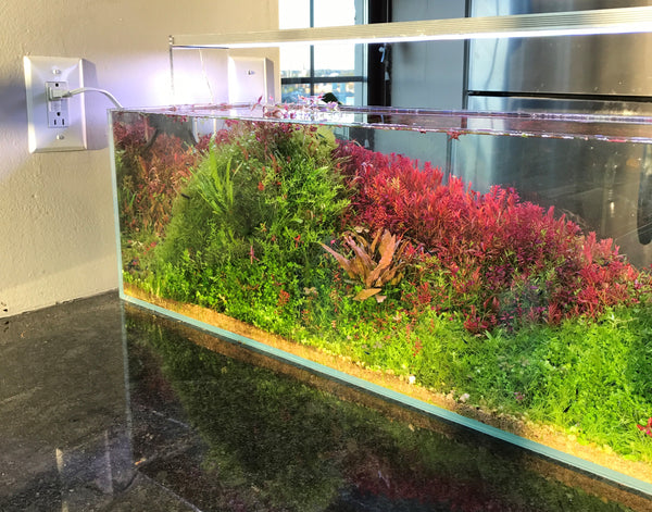 planted aquarium tank