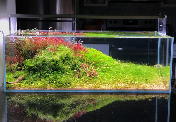 planted tank