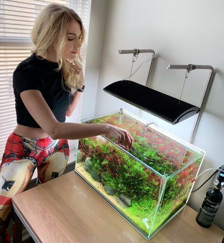 How to Do Planted Tank Maintenance Without Going Crazy — Buce Plant