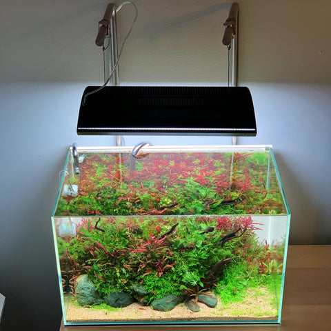 Lighting Requirements a Planted Aquarium — Buce Plant