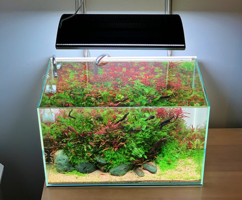 high tech aquatic plants