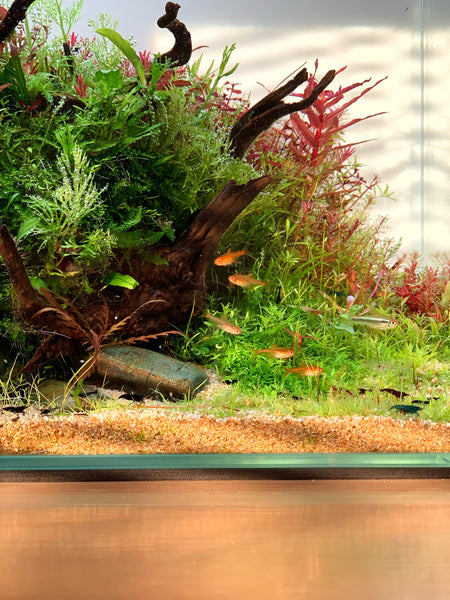 fish in nature styled aquascape