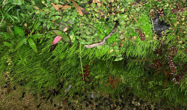 emersed grown utricularia graminifolia