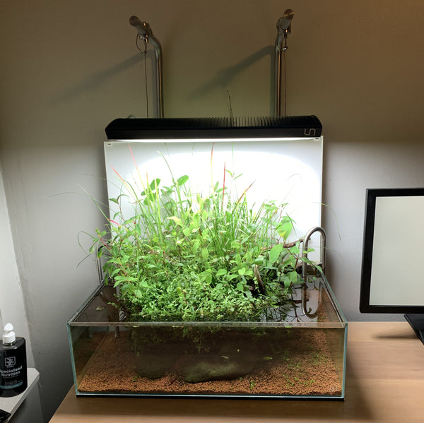 shallow planted tank