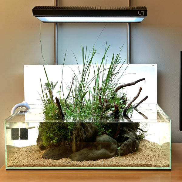 shallow planted aquarium