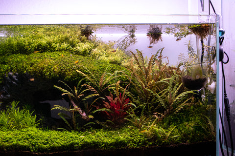 How to Add CO2 to Your Planted Aquarium — Buce Plant