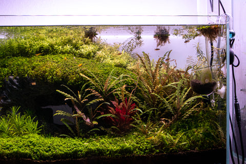 carpeting aquatic plants