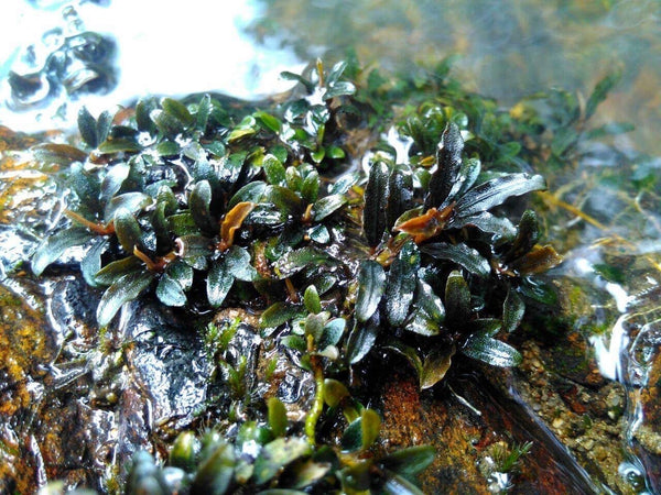 wild bucephalandra